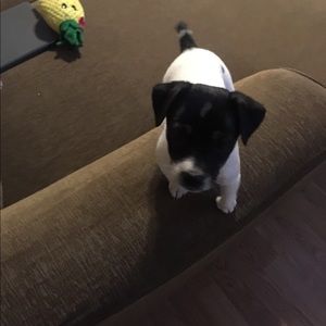 Meet your Posher, Ronnie